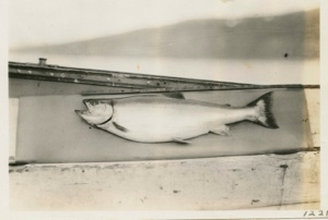 Image of Trout